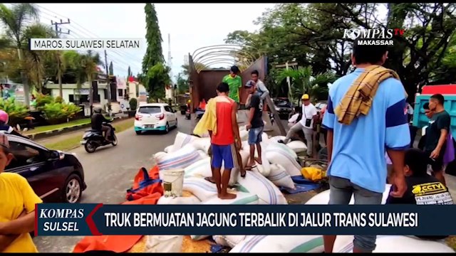 Truk Bermuatan Jagung Terbalik Di Jalur Trans Sulawesi