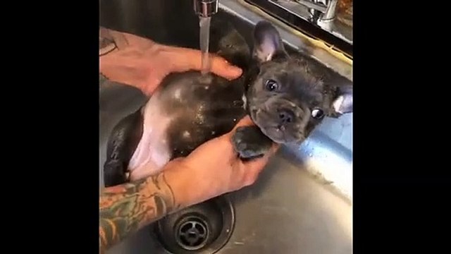 Funniest person . Funny animals videos. Funny Cat funny. Funny Dog