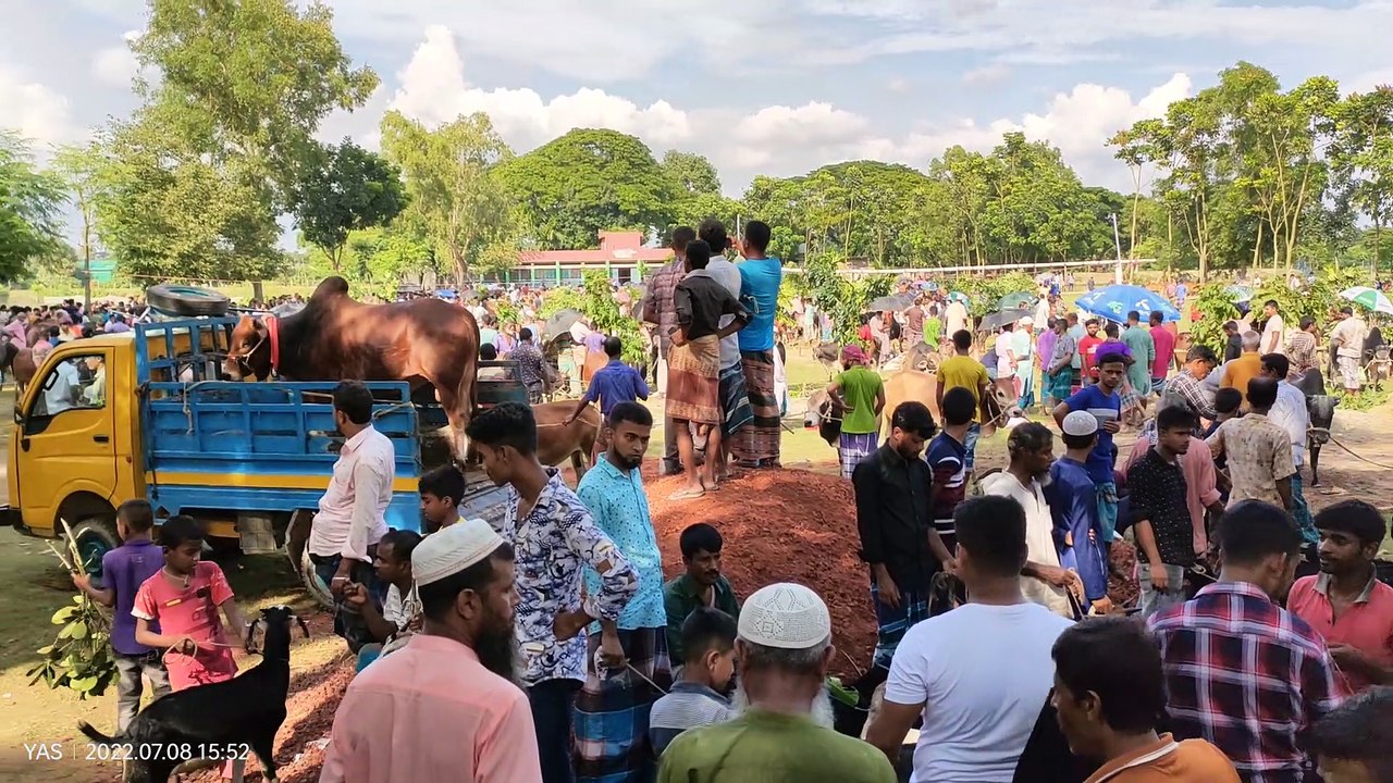 cow fair