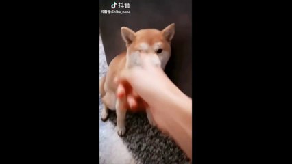 Cute and Funny Dog Video Compilations