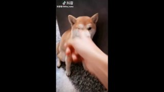 Cute and Funny Dog Video Compilations