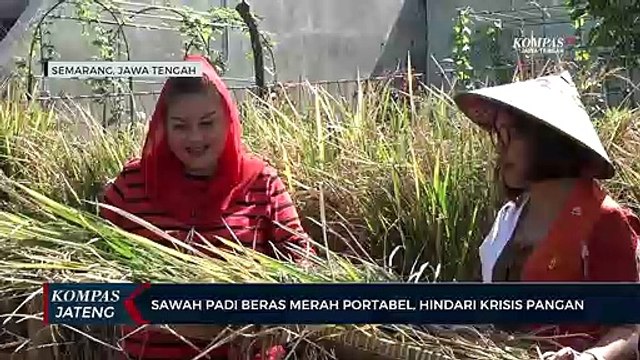 Sawah Padi Beras Merah Portabel, Hindari Krisis Pangan