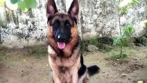 SAHEB|German Shepherd Dog  | Gsd |saheb | সাহেব মনে হয় কিছু একটা  দেখেছে | funny dog videos