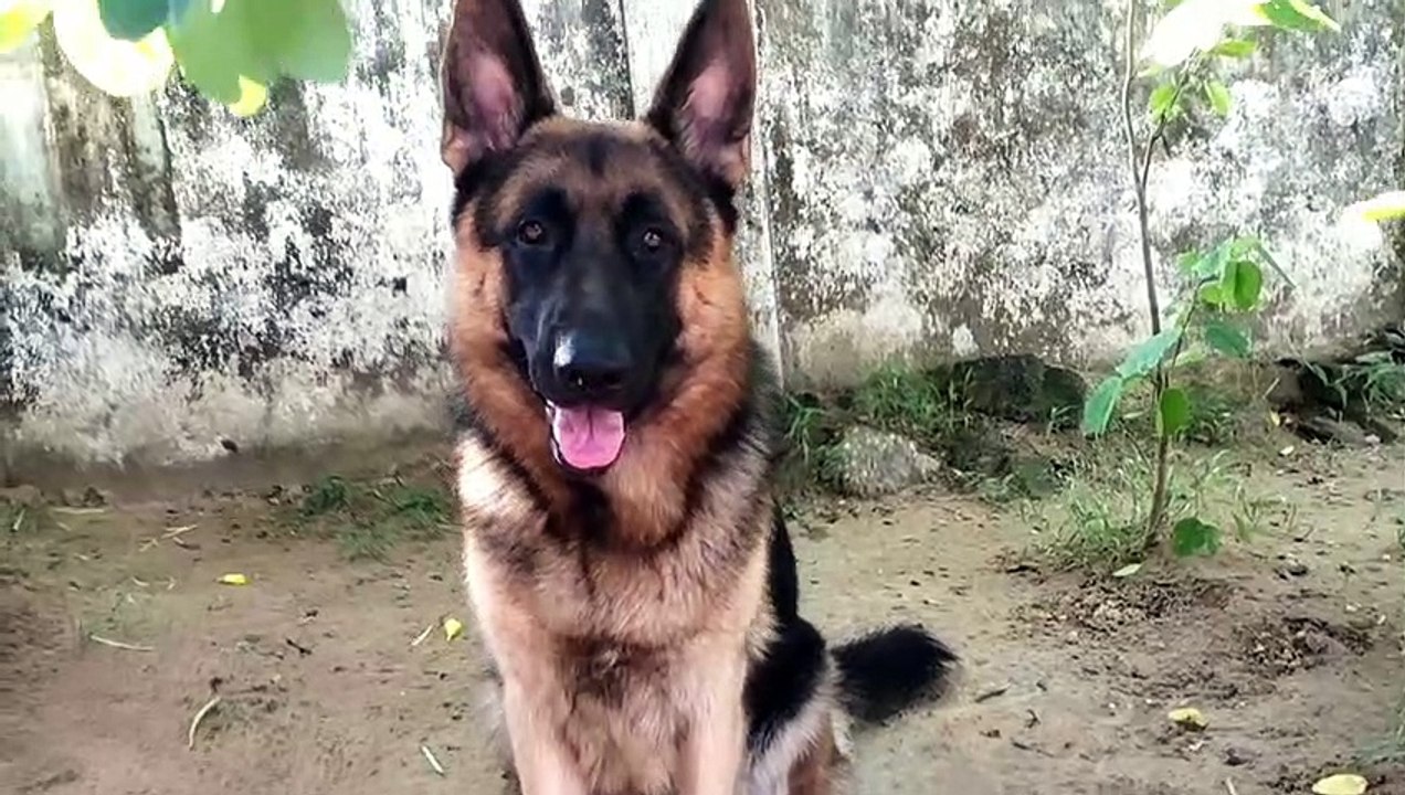 SAHEB|German Shepherd Dog  | Gsd |saheb | সাহেব মনে হয় কিছু একটা  দেখেছে | funny dog videos