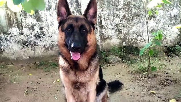 SAHEB|German Shepherd Dog | Gsd |saheb | সাহেব মনে হয় কিছু একটা দেখেছে | funny dog videos
