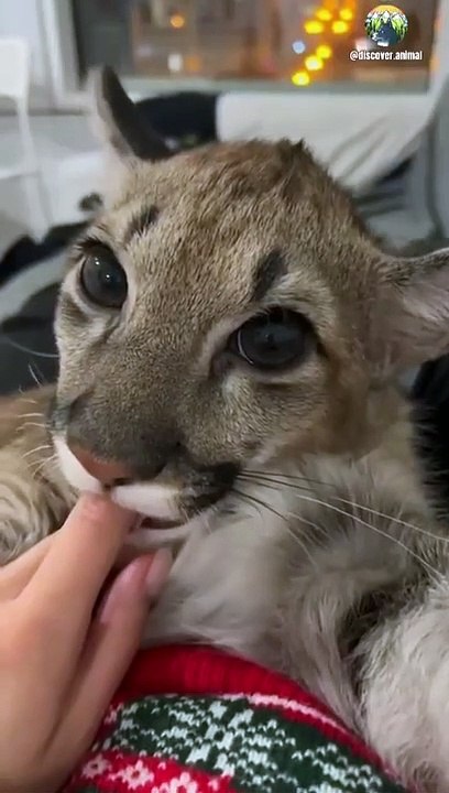 Funny Lion