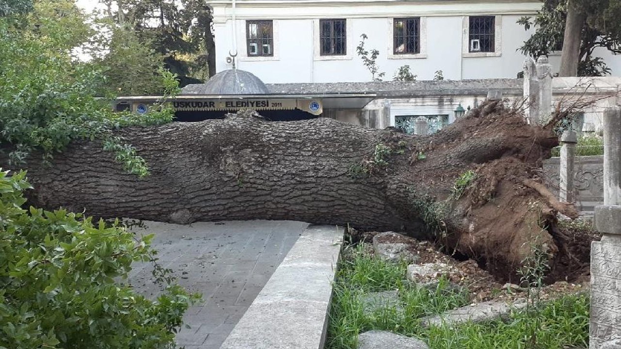Üsküdar’da asırlık ağaç otomobilin üzerine devrildi