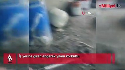 Iğdır’da iş yerine giren engerek yılanı korkuttu