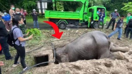 Filin can havliyle çukuru kazdığını gören ekipler, yanına gidince acı içinde yavrusunu kurtarmaya çalıştığını fark etti
