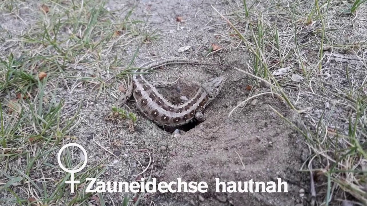 Zauneidechse hautnah