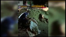 Köpeklere işkence: Torbaya koyup nehir kenarına attılar