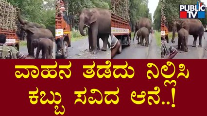 Elephant Stops Passing Truck To Steal Sugar Cane | Chamarajanagar
