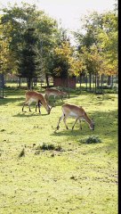 Cute Deer playing/Deer playing video #Shorts