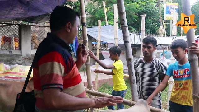 ছোট সাইজের গরুর দাম Small size cow price Gorur dam 2022 Chuto size er gorur dam