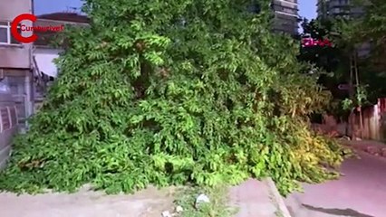 İstanbul Kadıköy'de ağaç devrildi, yol kapandı