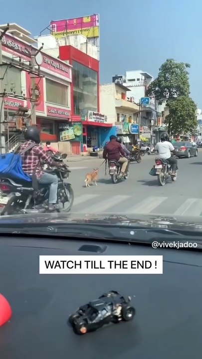 Please save Animals Don't torcher||✓ good motivation video