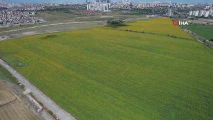 İstanbul'daki ayçiçeği tarlalarının mest eden görüntüleri