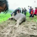 Çukura düşen iki fil böyle kurtarıldı! Anne fil kalp masajıyla hayata döndü