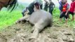 Çukura düşen iki fil böyle kurtarıldı! Anne fil kalp masajıyla hayata döndü