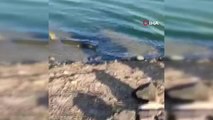 Nesli tükenme tehlikesinde olan Fırat Kaplumbağası balıkçı oltasına takıldı