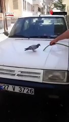 Sıcaktan bunalan güvercin kendini suyun altına attı