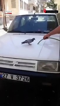 Sıcaktan bunalan güvercin kendini suyun altına attı