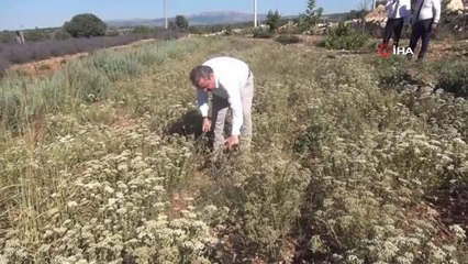 BBP Genel Başkanı Destici, kekik hasadı yaptı