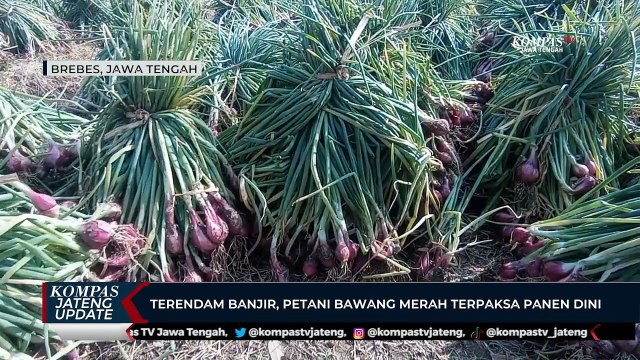 Terendam Banjir, Petani Bawang Merah di Brebes Terpaksa Panen Dini