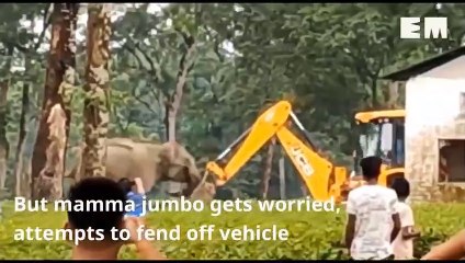 A Horrifying Scene ►When Elephants Are Angry ! They Have No Mercy