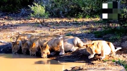 Amazing ... When The Crocodile Becomes Ruthless To Anyone ... Breathtaking Scenes !!!