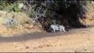 Pig Vs Lion ►Wild Boar Attacks Lions And Leopards ►Antelope, Crocodile, Rhinoceros, Wild dog war