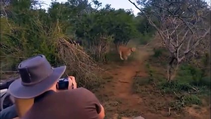 Gnaw Crocodile, Knock Leopard, Lion, Defeat Wild Dogs Hyena ►Wildebeest Flings Lion to Escape