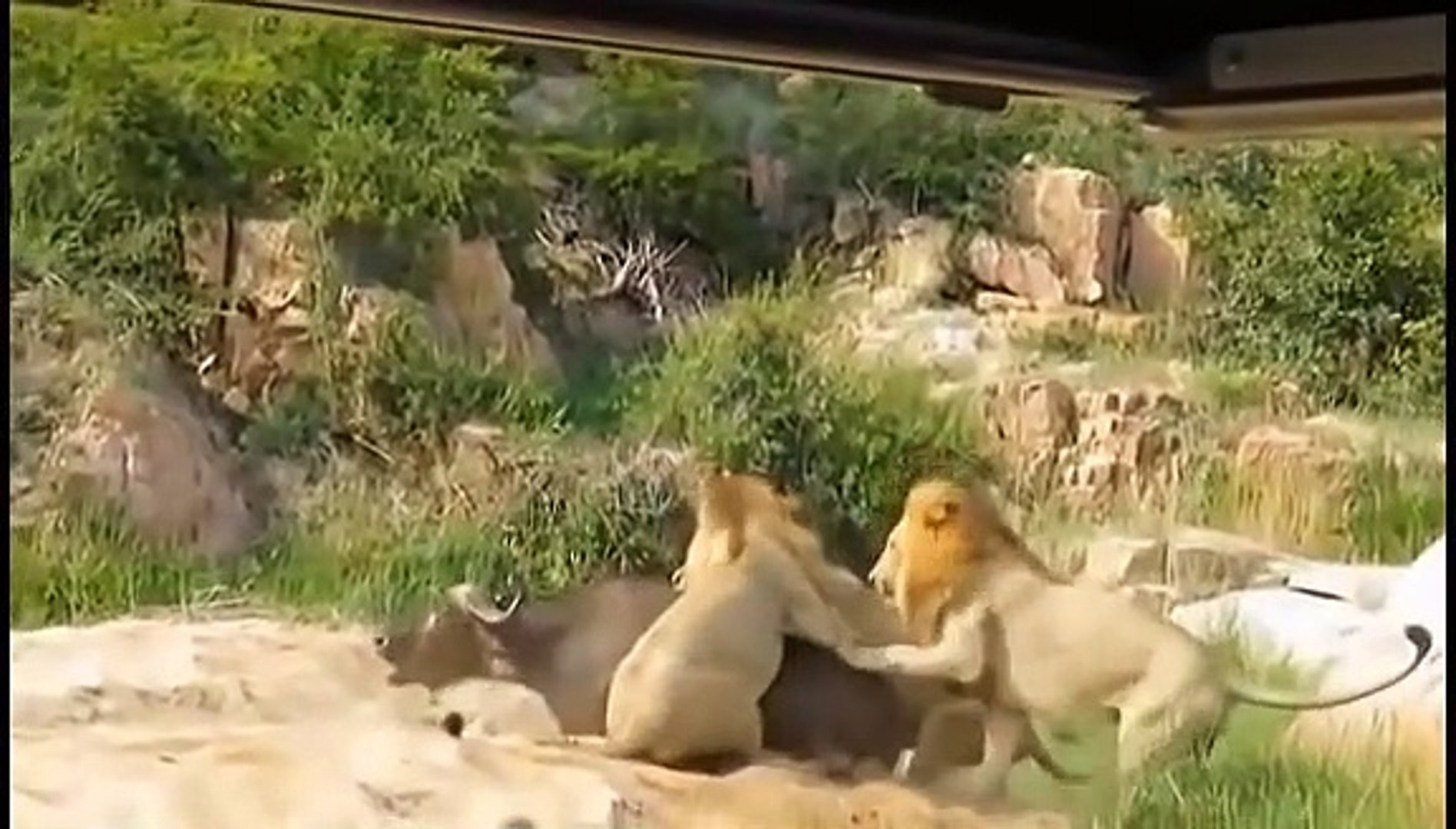 Lions Stalking Zebras By The stream; Monkey King Captures Baby Antelope; Wild Hunt Lion Vs Buffalo..