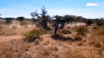 Lion vs Zebra ►Zebra Is Attacked By A Lion And How To Counterattack To Escape