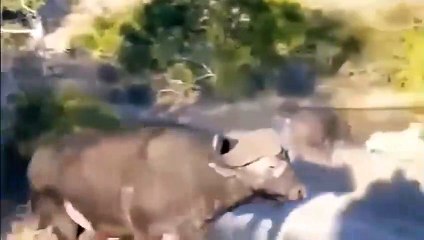 Rock Zebra Broke The Lion's Mouth ►  Lion Vs Buffalo, Zebra, Wild Dog, Giraffe