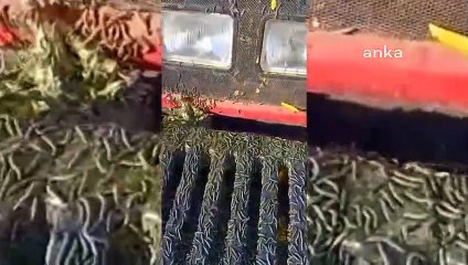 Tırtılların istila ettiği ayçiçeği tarlaları için CHP’li vekilden çağrı: "Çiftçilerimizin kaybını devlet karşılansın"