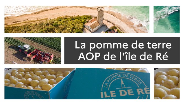 Un produit, un territoire : la pomme de terre primeur AOP de l'île de Ré