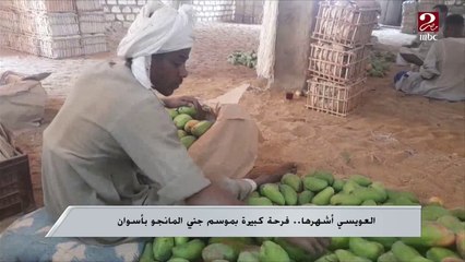العويسي أشهرها.. فرحة كبيرة بموسم جني المانجو بأسوان