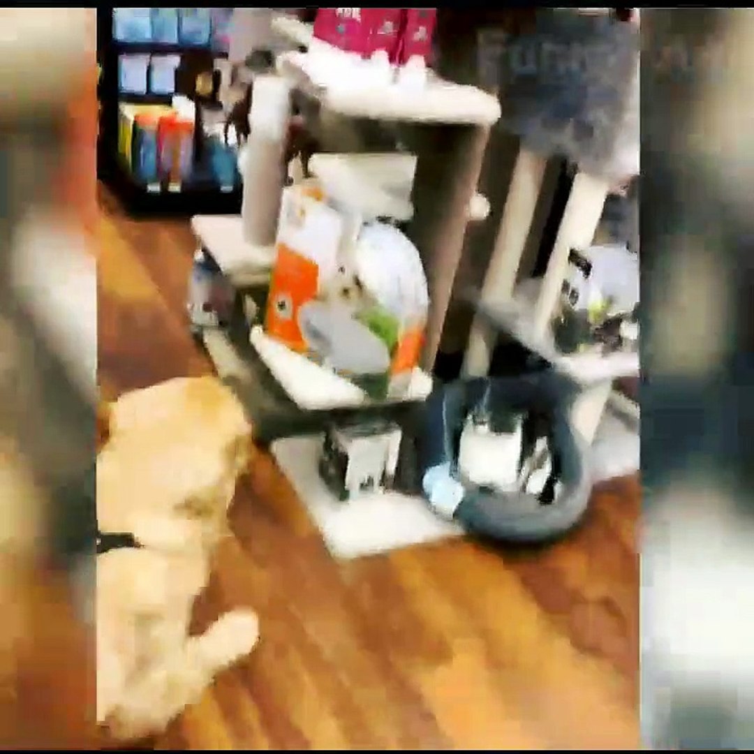 Crazy Animal Crazy Moments || Funny Animal Funny Moments