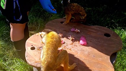 London Zoo: Squirrel monkeys enjoying ice lollies during the heatwave
