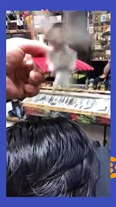 Funny animals videos cats and dogs fails shorts tiktok funnyvideos