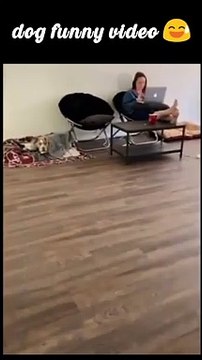 dog funny video 2022 shorts funnyanimals funny animalloverdogs pets