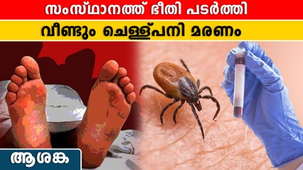 സംസ്ഥാനത്ത് ആശങ്ക പടർത്തി വീണ്ടും ചെള്ള്പനി മരണം | *Kerala