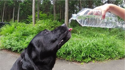 Hitze in Deutschland - Vereinzelt bis zu 40 Grad