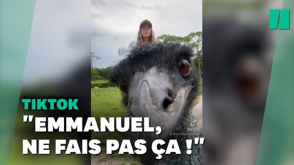 Avec ses coups de sang, Emmanuel le Émeu, nouvelle mascotte de TikTok