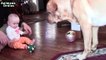 Bébés mignons jouant avec Chiens Labrador - Chiens Amour Bébés Compilation [HD VIDEO]