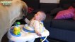 Bébés mignons Jouer avec grands chiens Compilation Janvier 2015 [HD 720p VIDEO]