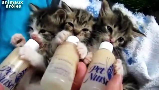 Chatons mignons de boire à la bouteille Compilation 2014 [NEW VIDEO HD]