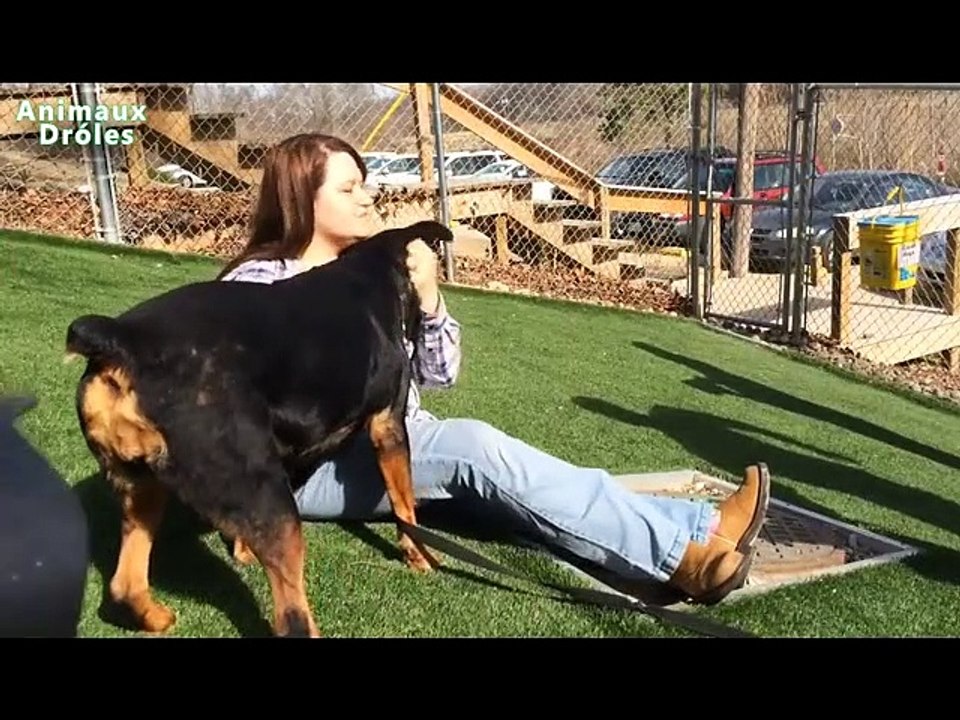 Belle Chiens Réunion Propriétaires Après Long Time - Chien heureux de voir Propriétaires Compilation