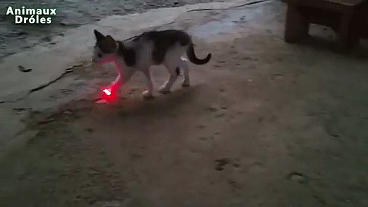 chaton drôle vs Pointeur laser
